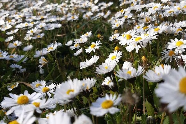 Annual daisy