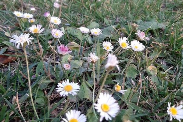 Southern daisy