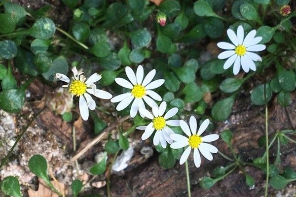 False daisy