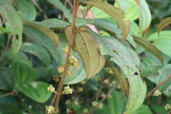 Bellucia grossularioides
