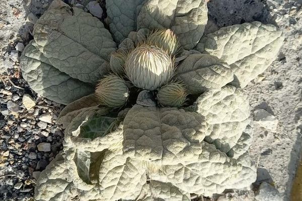 Berardia lanuginosa