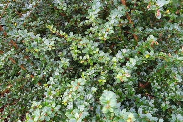 Darwin's barberry