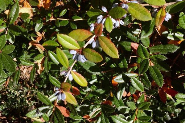 Chinese barberry
