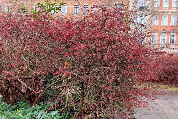Thunberg's barberry