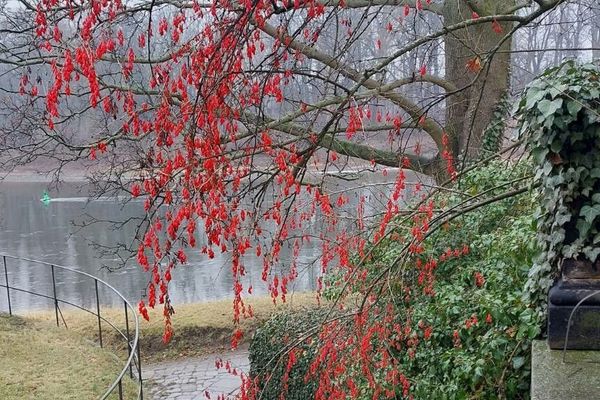 European barberry