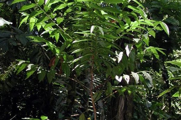 Bertiera guianensis