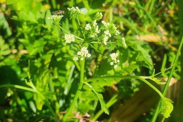 Water-parsnip
