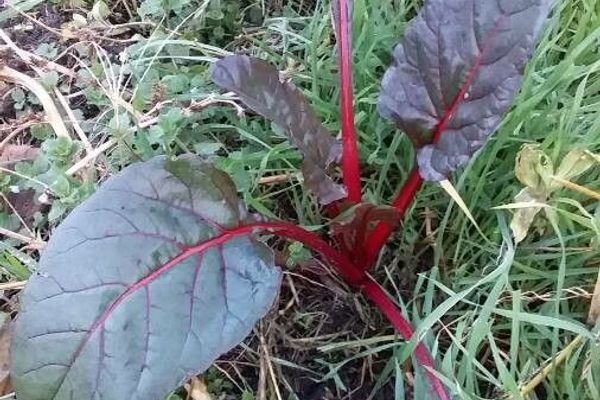 Beet