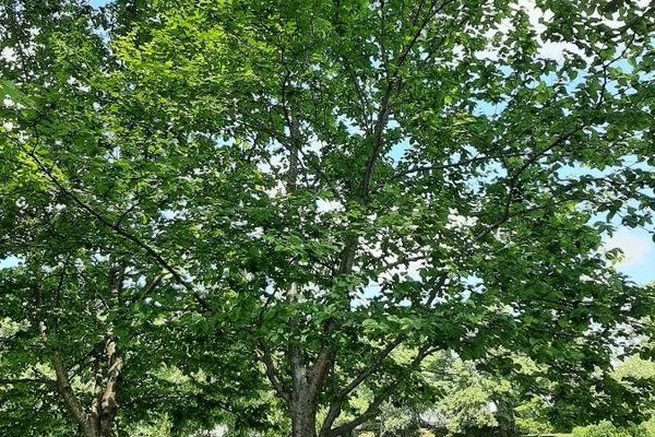 Yellow birch