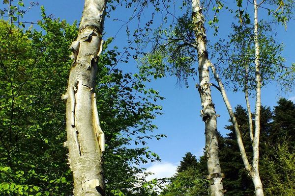 Russian rock birch