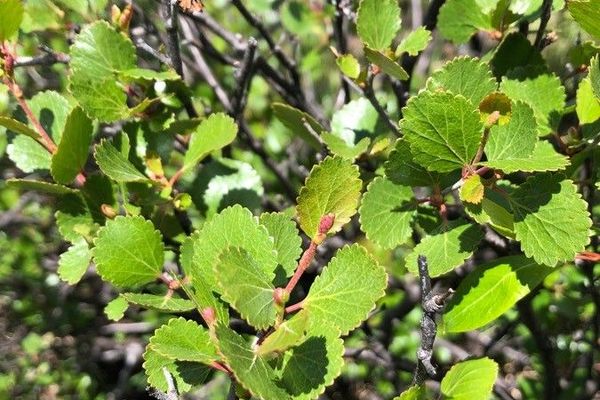 Resin birch