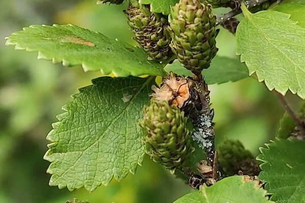 Shrubby birch