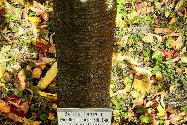 Cherry birch