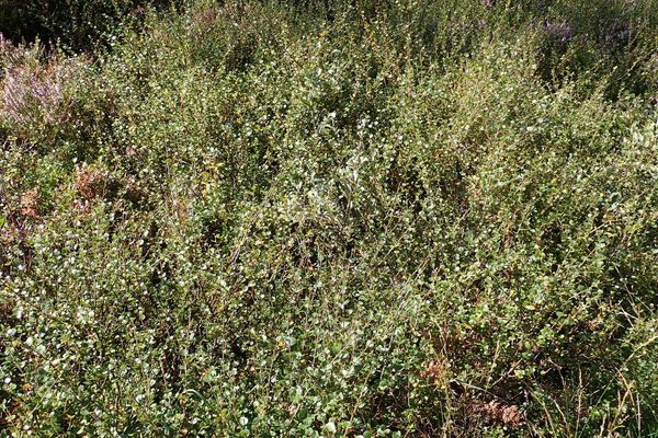 Arctic dwarf birch