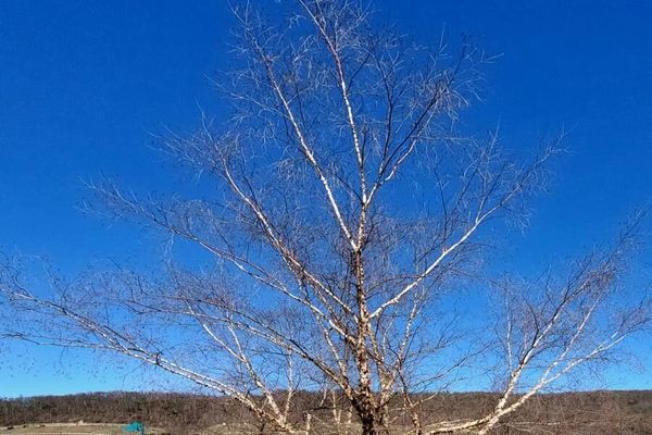 Red birch