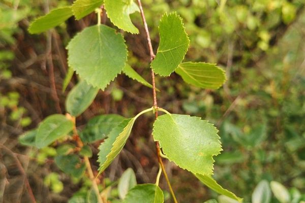 Water birch