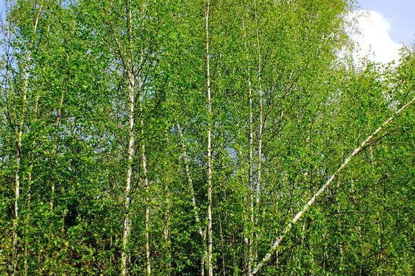 Canoe birch