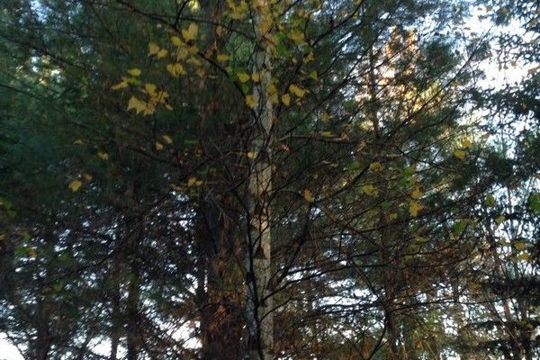 White birch