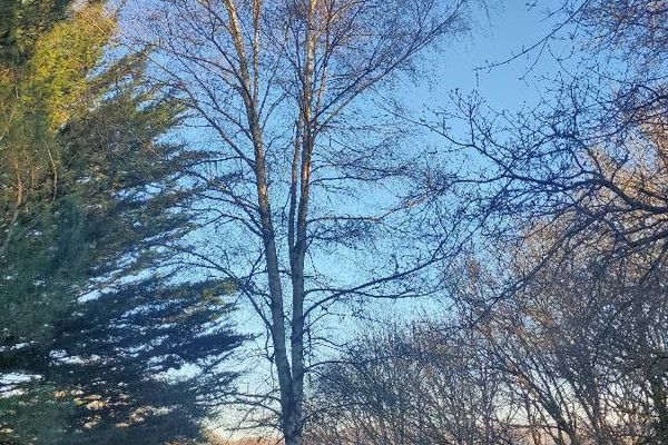 White birch