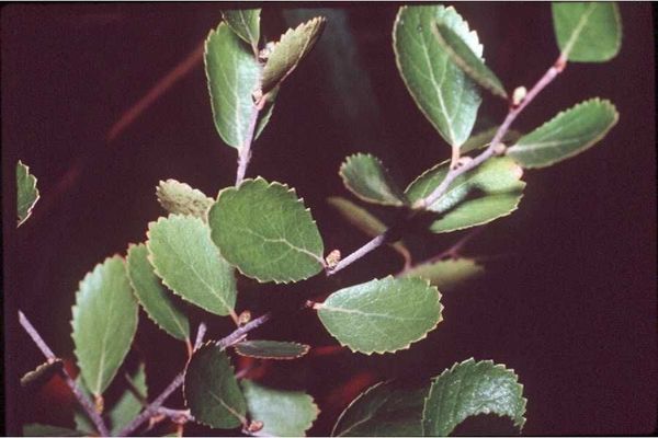 American dwarf birch