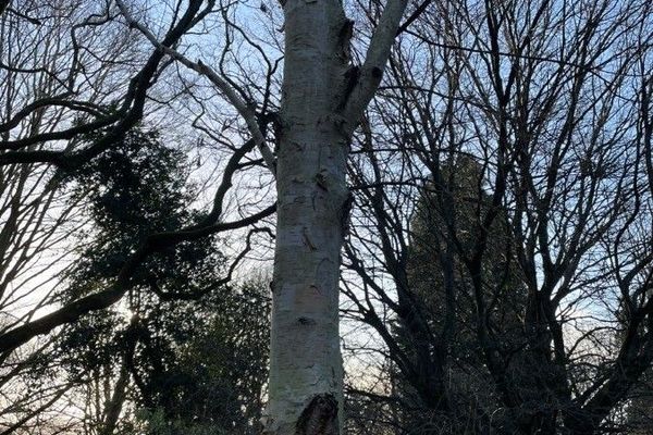Himalayan birch
