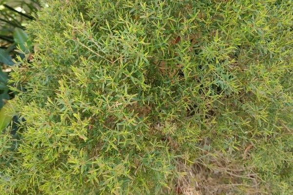 Beyeria lechenaultii