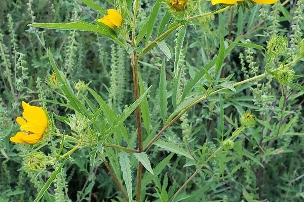 Tickseed-sunflower
