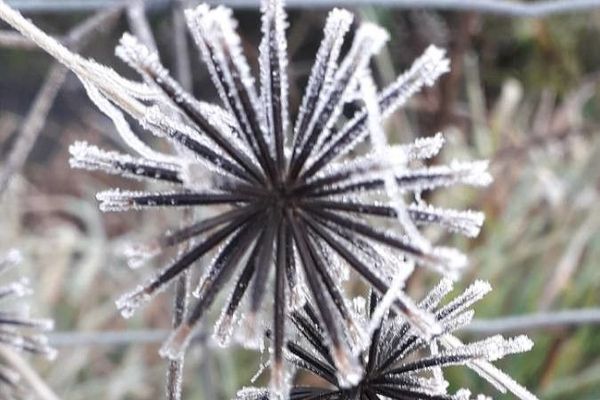 Spanish-needles