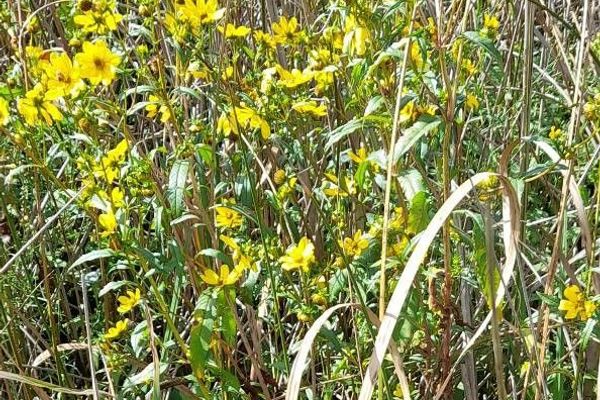 Bidens laevis
