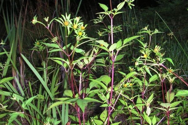 Trifid bur-marigold