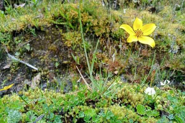 Bidens triplinervia