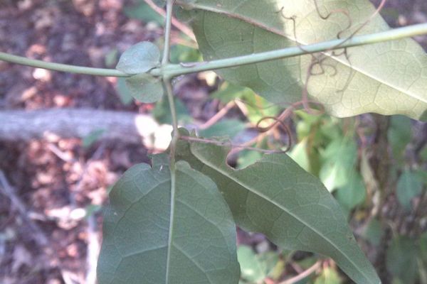 Crossvine