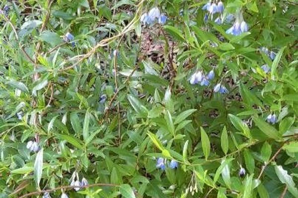 Australian blue-bell