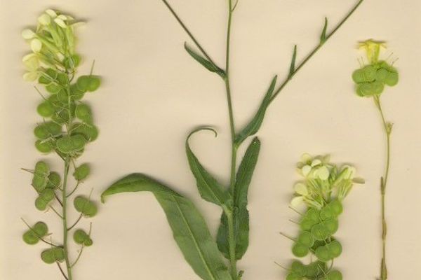 Biscutella auriculata