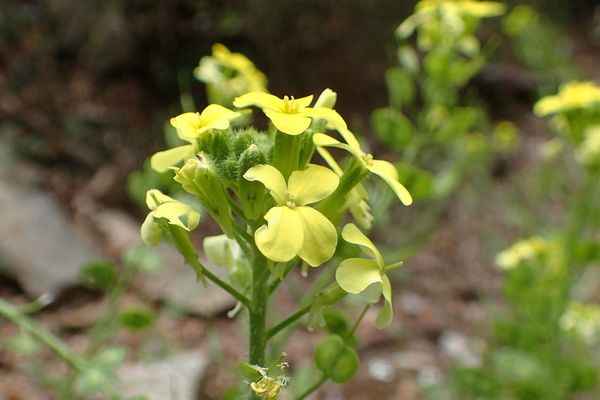 Chicory-leaf buckler mustard