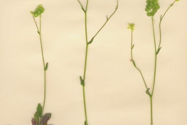 Biscutella didyma