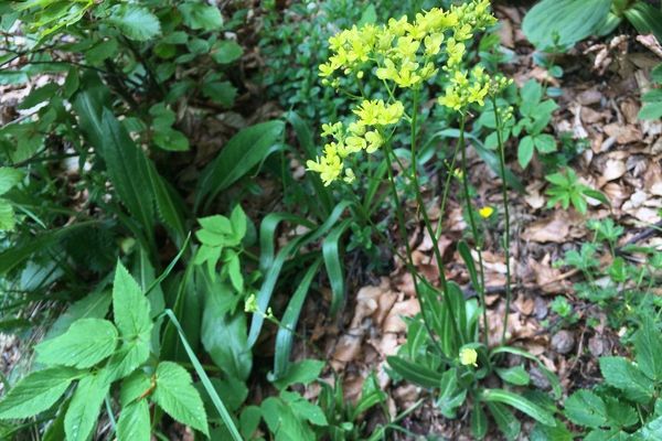 Buckler mustard