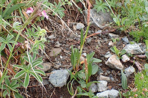 Alpine bistort