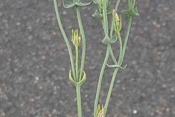 Yellow-wort