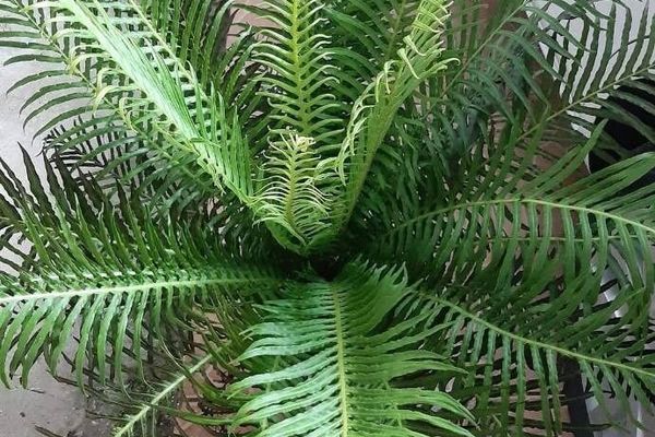 Blechnum brasiliense