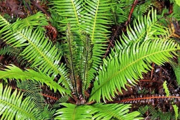 Blechnum nudum