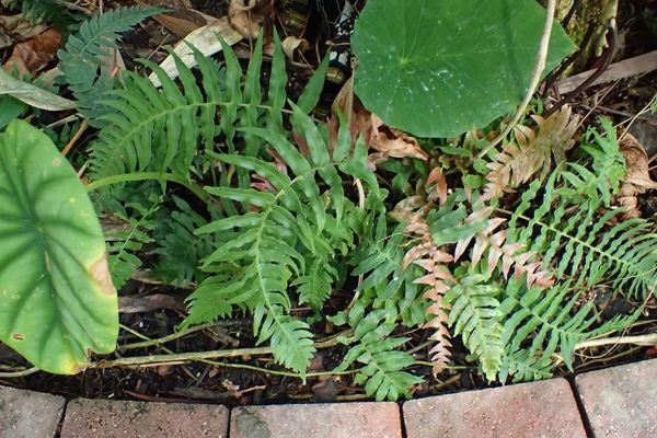 New world midsorus fern
