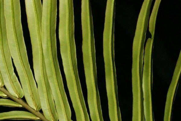 Oriental blechnum
