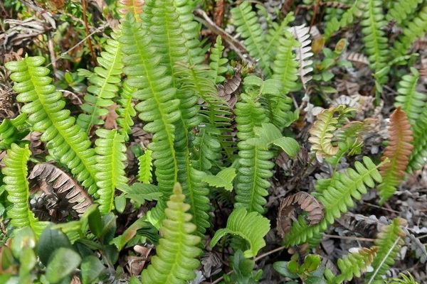 Antarctic hard fern