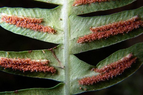 Narrowleaf midsorus fern