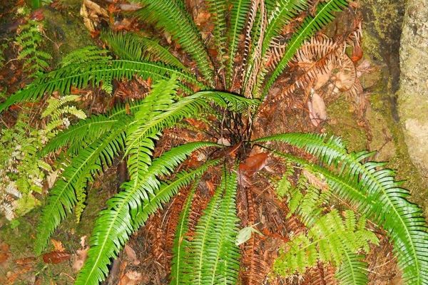 Deer fern