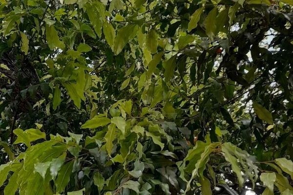 Blepharocalyx salicifolius
