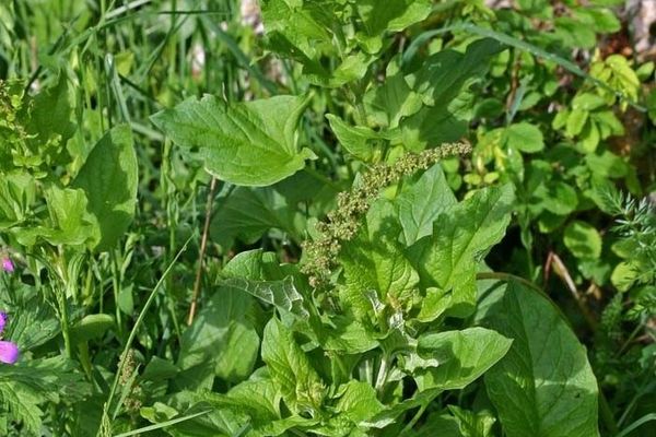 Good king henry