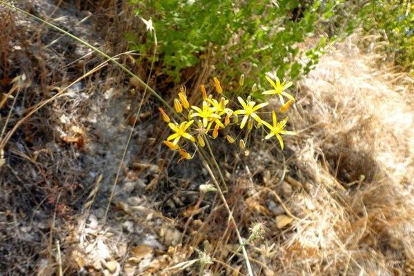 Common goldenstar
