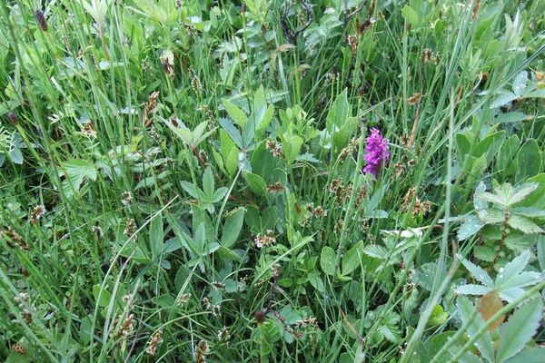 Flat sedge